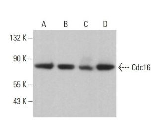 Cdc16 Antibody (E-4) - Western Blotting - Image 376732 