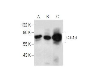 Cdc16 Antibody (F-4) - Western Blotting - Image 160735 