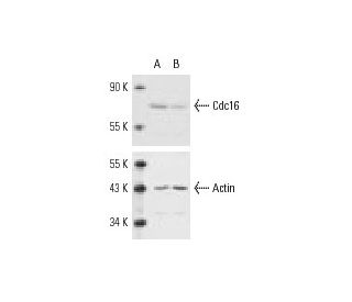 Cdc16 siRNA (h): sc-35035. Western blot analysis of Cdc16 expression in non-transfected control (A) and Cdc16 siRNA transf 