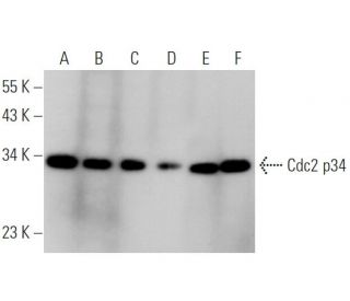 Cdc2 p34 Antibody (B-5) - Western Blotting - Image 374157 
