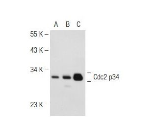 Cdc2 p34 Antibody (B322) - Western Blotting - Image 126870 