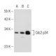 Cdc2 p34 Antibody (B322) - Western Blotting - Image 126870 