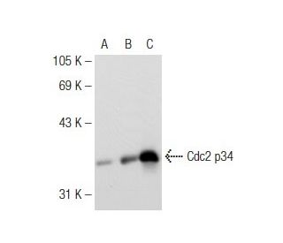 western blotting image from recommended Cdc2 p34 (17) monoclonal antibody replacement. Image 126885