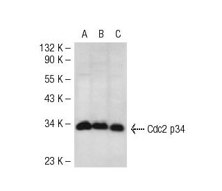 Cdc2 p34 Antibody (C-9) - Western Blotting - Image 55228 
