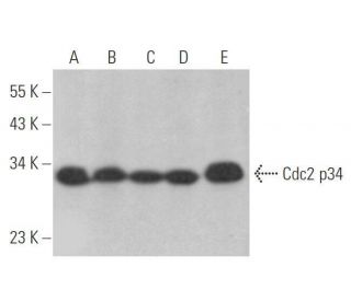 Cdc2 p34 Antibody (D-9) - Western Blotting - Image 352794 