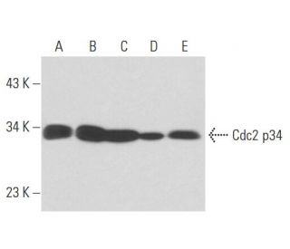 Cdc2 p34 Antibody (POH-1) - Western Blotting - Image 15810 