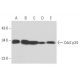 Cdc2 p34 Antibody (POH-1) - Western Blotting - Image 15810 