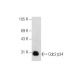 Cdc2 p34 Antibody (POH-1) - Western Blotting - Image 126874