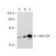 western blotting image from recommended Cdc2 p34 (17) monoclonal antibody replacement. Image 126885