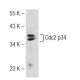 Cdc2 p34 Antibody (Y100.4) - Western Blotting - Image 126876