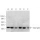 Cdc2 p34 Antibody (Y100.4) - Western Blotting - Image 369900 