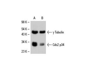 Cdc2 p34 Antibody (B-6) - Western Blotting - Image 6582