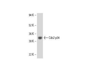 Cdc2 p34 Antibody (B-6) - Western Blotting - Image 8787