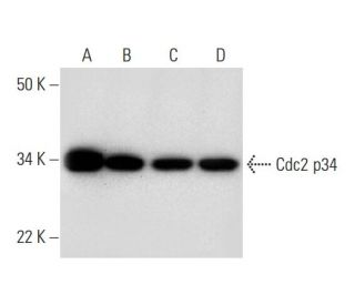 Cdc2 p34 Antibody (F-10) - Western Blotting - Image 299031