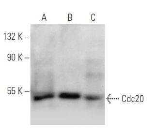 Cdc20 Antibody (AR12) - Western Blotting - Image 12902 