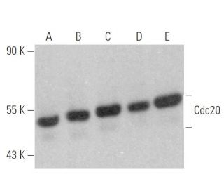 Cdc20 Antibody (E-7) - Western Blotting - Image 356736 