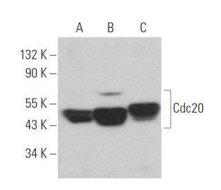 Cdc20 Antibody (H-7) - Western Blotting - Image 361713 