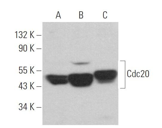 Cdc20 Antibody H 7 SCBT Santa Cruz Biotechnology