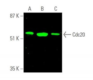 Cdc20 Antibody (E-7) - Western Blotting - Image 377766