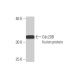Cdc20B Antibody (2F2) - Western Blotting - Image 350346