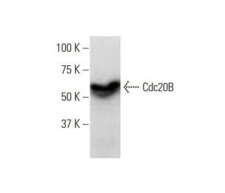 Cdc20B Antibody (2F2) - Western Blotting - Image 352233 