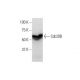 Cdc20B Antibody (2F2) - Western Blotting - Image 352233 