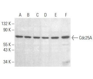 western blotting image from recommended Cdc25A (F-6) monoclonal antibody replacement. Image 353936