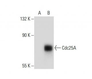 Cdc25A Antibody (5H51) - Western Blotting - Image 133830 