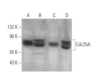 Cdc25A Antibody (DCS-120) - Western Blotting - Image 352423 