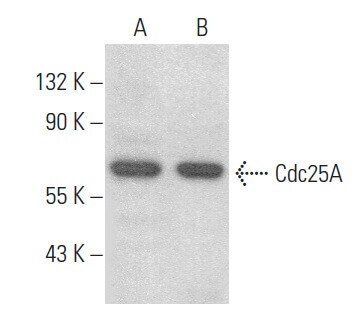 cdc25a-antibody-f-6-western-