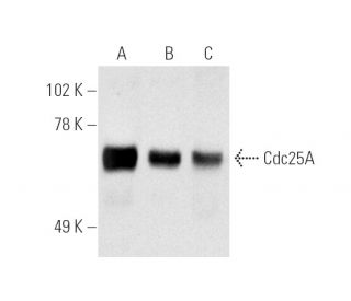 Cdc25A Antibody (F-6) - Western Blotting - Image 586 