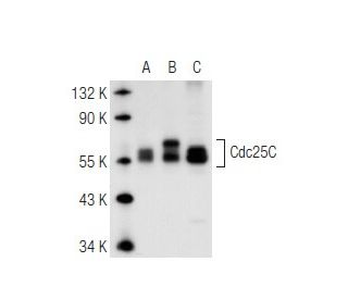 western blotting image from recommended Cdc25C (H-6) monoclonal antibody replacement. Image 67098