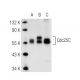 western blotting image from recommended Cdc25C (H-6) monoclonal antibody replacement. Image 67098