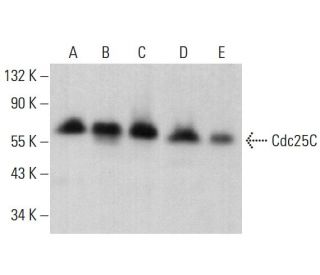 Cdc25C Antibody (H-6) - Western Blotting - Image 378473