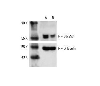 Cdc25C siRNA (h): sc-35038. Western blot analysis of Cdc25C expression in non-transfected control (A) and Cdc25C siRNA tra 