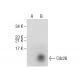 Cdc26 Antibody (B-6) - Western Blotting - Image 283819