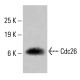 Cdc26 항체 (B-6): sc-377338. HeLa 전체 세포 용해물에서 Cdc26 발현의 웨스턴 블롯 분석. 사용된 검출 시약: m-IgGκ BP-HRP: sc-516102. Cdc26 Antibody (B-6) - Western Blotting - Image 414960