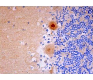 Cdc26 Antibody (C-4) - Immunohistochemistry - Image 293483 