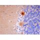 Cdc26 Antibody (C-4) - Immunohistochemistry - Image 293483 