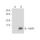 Cdc26 Antibody (C-4) - Western Blotting - Image 281856