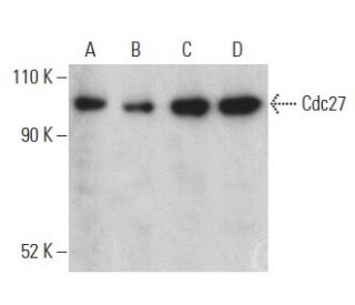 Cdc27 Antibody (AF3.1) - Western Blotting - Image 399132 