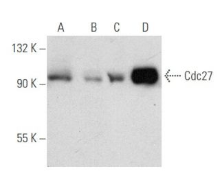 Cdc27 Antibody (B-4) - Western Blotting - Image 354778 