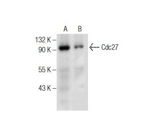 Cdc27 Antibody (B-8) - Western Blotting - Image 160885 