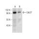 Cdc27 Antibody (B-8) - Western Blotting - Image 160885 