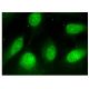Cdc27 Antibody (D-2) - Immunofluorescence - Image 158168 
