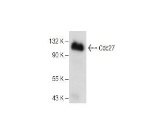 Cdc27 Antibody (D-2) - Western Blotting - Image 157836 