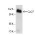 Cdc27 Antibody (D-2) - Western Blotting - Image 157836 