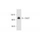 Cdc27 Antibody (D-2) - Western Blotting - Image 299287