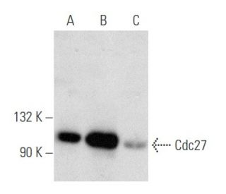 western blotting image from recommended Cdc27 (AF3.1) monoclonal antibody replacement. Image 354779