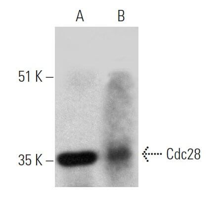 Cdc28 Antibody G 7 SCBT Santa Cruz Biotechnology